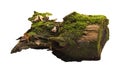 Old tree stump with moss isolated on white Royalty Free Stock Photo