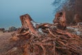 Old tree stump and roots at Bohinj lake shore at cold winter february morning with fog rising above the water Royalty Free Stock Photo