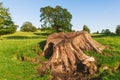 Old tree stump and roots in Dallam Park Milnthorpe