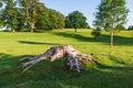 Old tree stump and roots in Dallam Park Milnthorpe