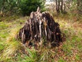 Old tree stump Royalty Free Stock Photo