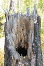 Old tree stump with a rotten middle and a hole in the forest Royalty Free Stock Photo