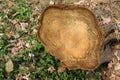 Old tree stump and sapwood on ground flooring in the forest closeup. Royalty Free Stock Photo