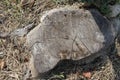 Old tree stump and sapwood on ground flooring in the garden closeup. Royalty Free Stock Photo