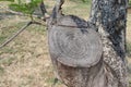 Old tree stump and sapwood on ground flooring in the garden closeup. Royalty Free Stock Photo