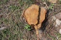 Old tree stump and sapwood on ground flooring in the garden closeup. Royalty Free Stock Photo