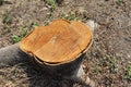 Old tree stump and sapwood on ground flooring in the garden closeup. Royalty Free Stock Photo