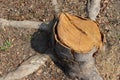 Old tree stump and sapwood on ground flooring in the garden closeup. Royalty Free Stock Photo