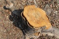 Old tree stump and sapwood on ground flooring in the garden closeup. Royalty Free Stock Photo
