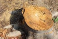 Old tree stump and sapwood on ground flooring in the garden closeup. Royalty Free Stock Photo