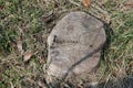 Old tree stump and sapwood on ground flooring in the garden closeup. Royalty Free Stock Photo