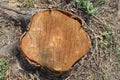 Old tree stump and sapwood on ground flooring in the garden closeup. Royalty Free Stock Photo