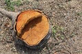 Old tree stump and sapwood on ground flooring in the garden closeup. Royalty Free Stock Photo