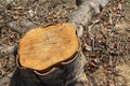 Old tree stump and sapwood a pattern from nature in the forest closeup.