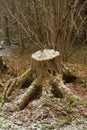 Old Tree Stump In Spring Forest. Royalty Free Stock Photo