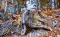 Old tree stump sprinkled with fallen leaves in the autumn forest