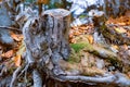 Old tree stump sprinkled with fallen leaves in the autumn forest