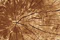 Old Tree Stump Texture