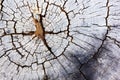Old tree stump texture background Royalty Free Stock Photo