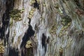 Old tree stump texture background.