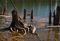 Old tree stump in the water Royalty Free Stock Photo