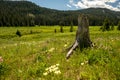 Old Tree Stump And Wild Flowers Along Bacon Rind Creek