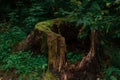 Old tree stump in woodland, covered with green moss and grass Royalty Free Stock Photo
