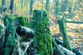 Old tree stump in woodland, covered with moss Royalty Free Stock Photo