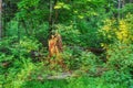 Old tree stump in woodland, covered with moss Royalty Free Stock Photo