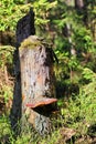 Old tree stump in woodland, covered with moss Royalty Free Stock Photo