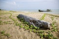 Old tree stump and wreck boat on sea beach Royalty Free Stock Photo