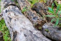 old tree stumps laying in the grass Royalty Free Stock Photo