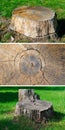tree stumps in the summer park. Vertical photo. Collage Royalty Free Stock Photo