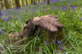 Old tree stumps surrounded by Bluebells in a forest Wales, UK Royalty Free Stock Photo