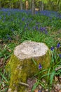 Old tree stumps surrounded by Bluebells in a forest Wales, UK Royalty Free Stock Photo