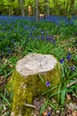 Old tree stumps surrounded by Bluebells in a forest Wales, UK Royalty Free Stock Photo