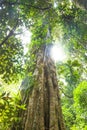 Old tree, subtropical rainforest, Lamington national park, Australia