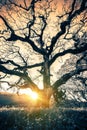 Old Tree Sunset Royalty Free Stock Photo