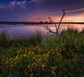 Old tree at sunset Royalty Free Stock Photo