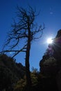 Old tree and sunshine in Chiricahua Mountains Royalty Free Stock Photo
