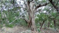 Old Tree With Swirling Limbs