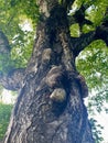 Old tree. The symbol of old age. Royalty Free Stock Photo