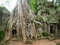 Old tree at Ta Phrom in Angkor Wat, Cambodia Royalty Free Stock Photo