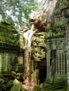 Old tree at Ta Phrom in Angkor Wat, Cambodia Royalty Free Stock Photo