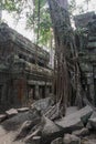 Old tree at Ta Phrom in Angkor Wat, Cambodia Royalty Free Stock Photo