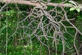 Old tree with tangled branches Royalty Free Stock Photo