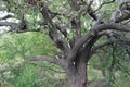 Old tree with tangling of branches