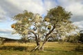 Old tree in Terra del Fuego