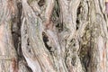 Old sandalwood trunk closeup