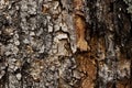 Closeup of old tree trunk texture wood Royalty Free Stock Photo